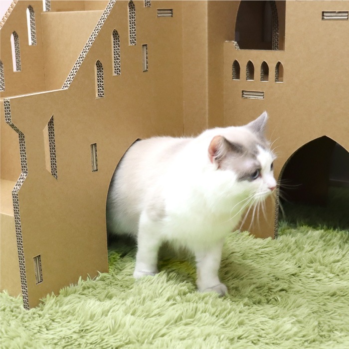 Paper New Standard All ways ����åȥ�� �ĥ��󥭥�å���