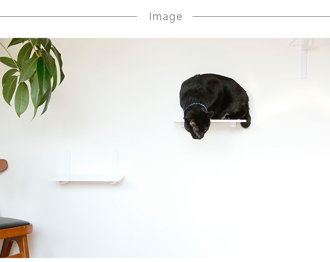 animacolle ˥ޥ Catroad+  åȥƥåסۥ磻