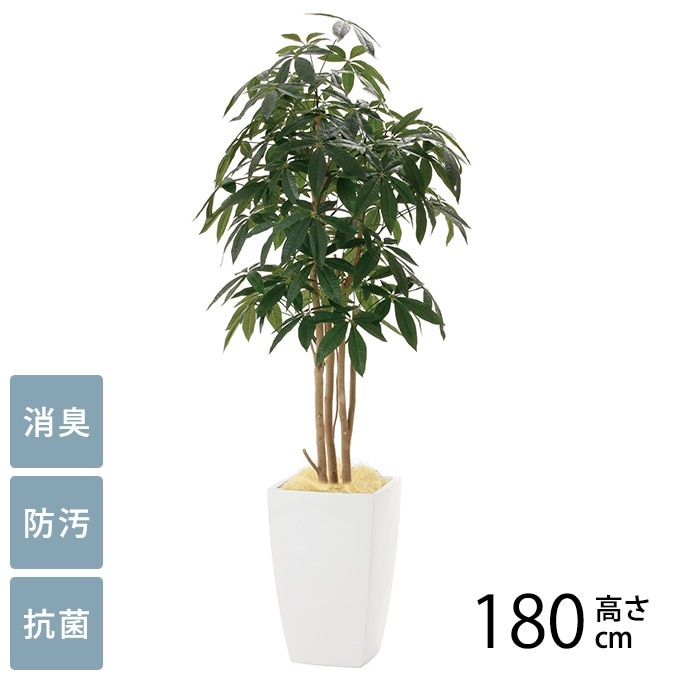 パンノキ　100cm 鉢　中鉢　観葉植物　ハワイ　レア　人気　グリーン　パンの木 パンノキ 100cm 鉢 中鉢 観葉植物 ハワイ レア 人気 グリーン