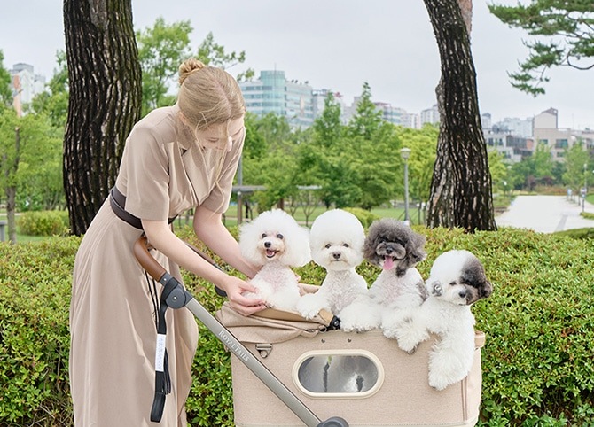 ROYAL TAILS Grace Classic Plus ���쥤�����饷�å� �ץ饹 �ڥåȥ�����