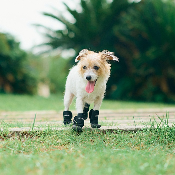 LIFELIKE �饤�ե饤�� ���֥륹�ȥ�åץ��塼�� XL��XXL