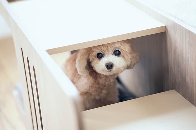 FrancePet �ե�󥹥ڥå� PE01 �ڥåȥ��ƥåץ٥��