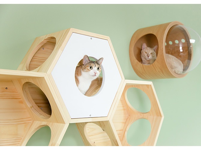 MYZOO �ޥ����� Busy Cat���� Cover Plate ���С��ץ졼�� �ۥ磻��