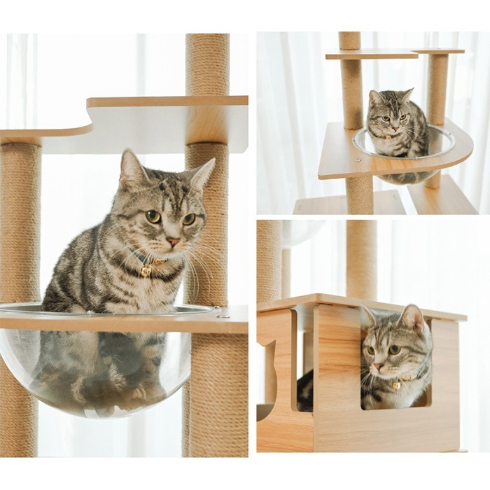 Wanyanya ˤˤ åȥФꥢå磻ɥ