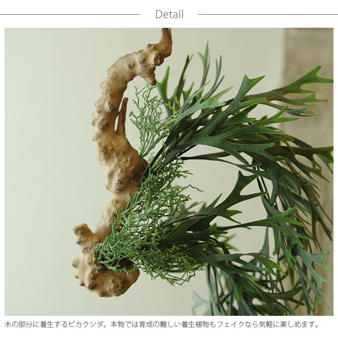 Brown. �֥饦�� �ե��������꡼�� �ӥ������� ���� �֥롼