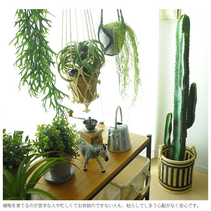 Brown. �֥饦�� �ե��������꡼�� �ӥ������� ���� �֥롼