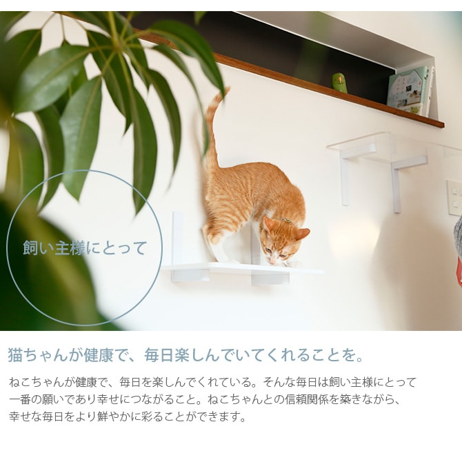 animacolle ���˥ޥ��� Catroad+ �磻�ɥ��ƥå� ��45cm �ۥ磻��