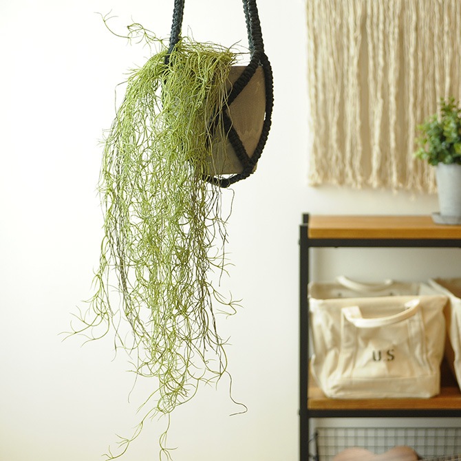 Brown. �֥饦�� �ե��������꡼�� ���ѥ˥å���⥹ �ϥ󥮥󥰥֥å��� ���꡼�� 77cm