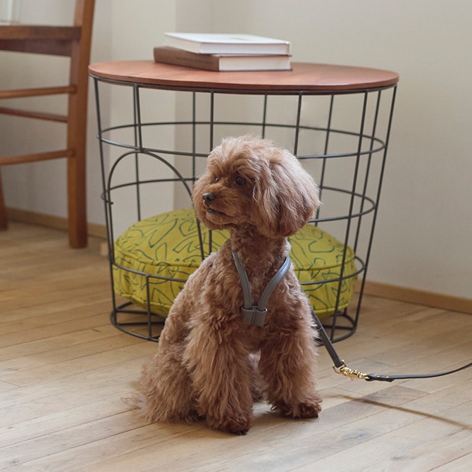 Horn Please �ۡ��� �ץ꡼�� ����������쥶�� DOG �ϡ��ͥ� ���