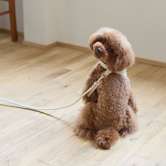 Horn Please �ۡ��� �ץ꡼�� ����������쥶�� DOG �ϡ��ͥ� ������