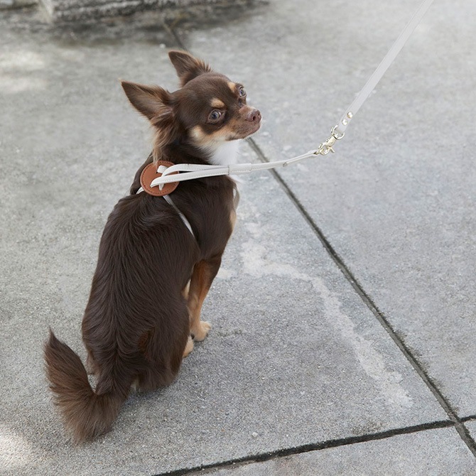 Horn Please �ۡ��� �ץ꡼�� ����������쥶�� DOG �꡼��