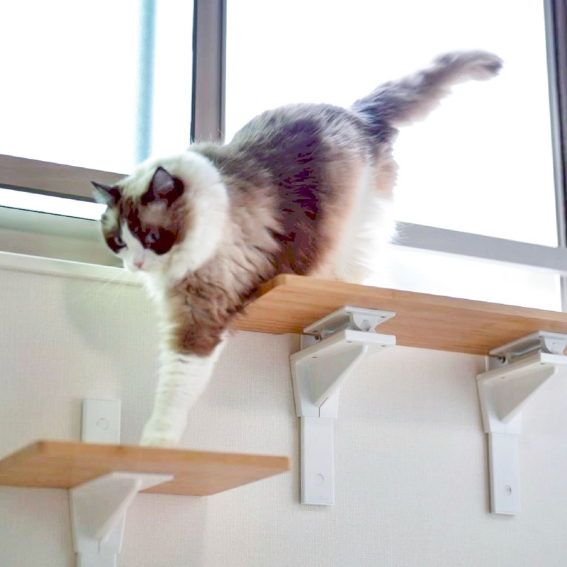 HEIAN SHINDO ʿ�¿�Ƽ CAT FREELY ����åȥե꡼�꡼ ����åȥ������� ���Х����� �ۥ磻��