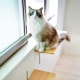 HEIAN SHINDO ʿ�¿�Ƽ CAT FREELY ����åȥե꡼�꡼ ����åȥ������� ���Х����� �ۥ磻��