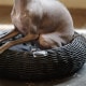 fos ���ɥ꡼�٥å� High
