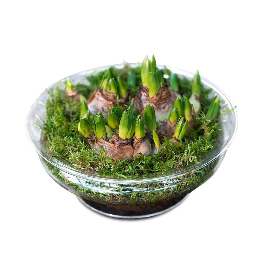 ���饹���� ��̺��� �ۥ�६���� Old English �ե��ܥ��� ľ��25cm  ���� �̲� ����ƥꥢ �ե��١��� ���� ����ץ� �������