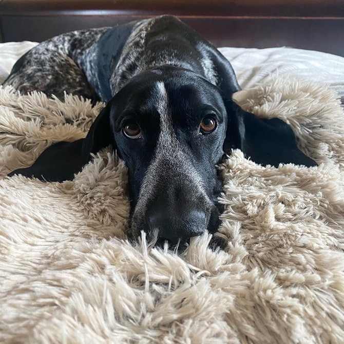 TALL TAILS �ȡ��� �ƥ��륺 �ɥ꡼����������� �����������ץ롼��