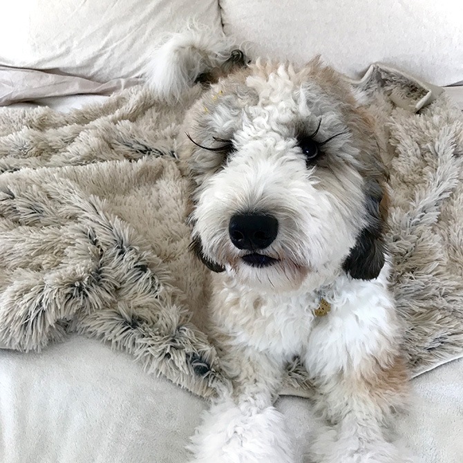 TALL TAILS �ȡ��� �ƥ��륺 �ɥ꡼����������� �����������ץ롼��