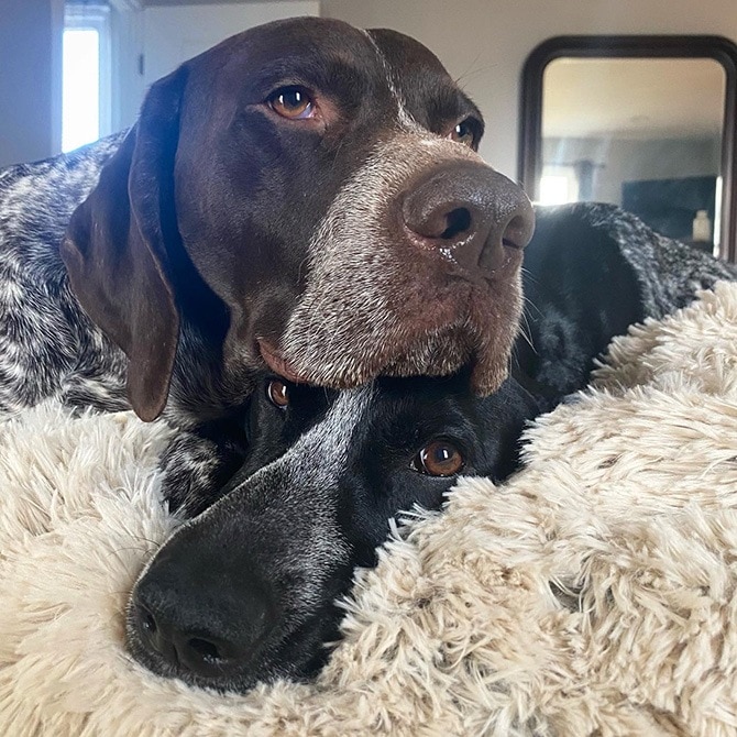 TALL TAILS �ȡ��� �ƥ��륺 �ɥ꡼����������� �����������ץ롼��