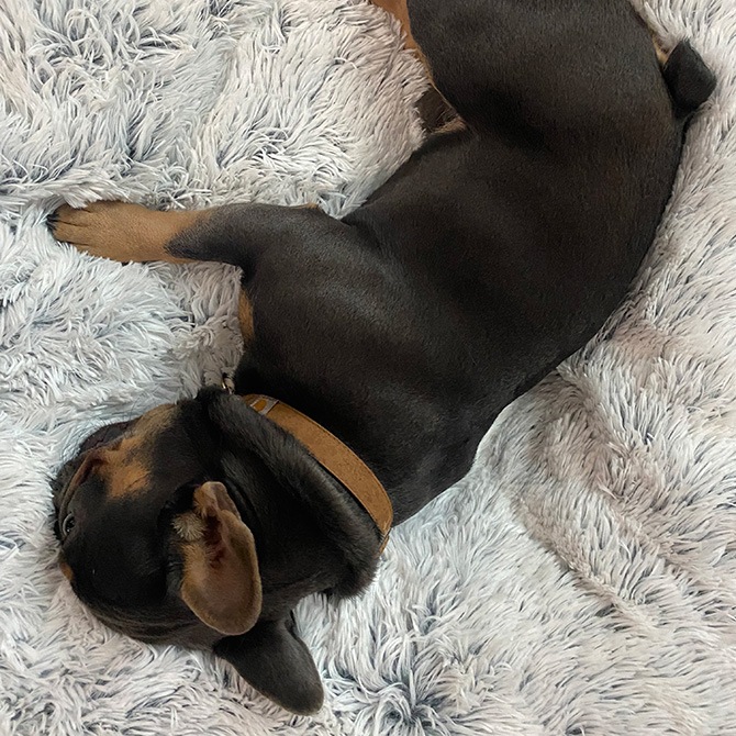 TALL TAILS �ȡ��� �ƥ��륺 �ɥ꡼����������� �����������ץ롼��