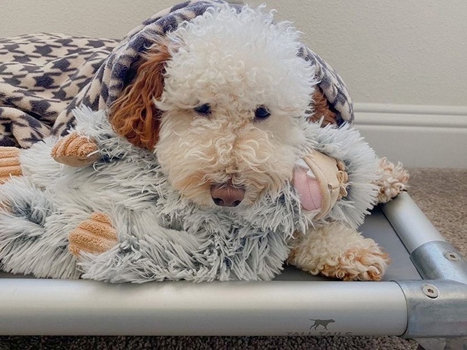 TALL TAILS ȡ ƥ륺  ȥ ƥ