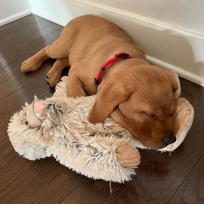 TALL TAILS ȡ ƥ륺  ȥ ƥ