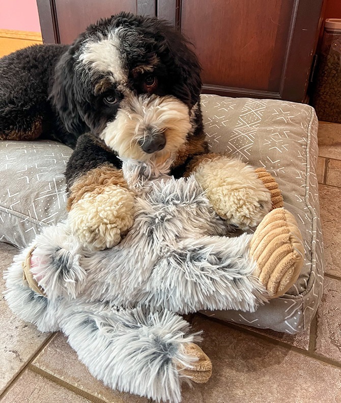 TALL TAILS ȡ ƥ륺  ȥ ƥ