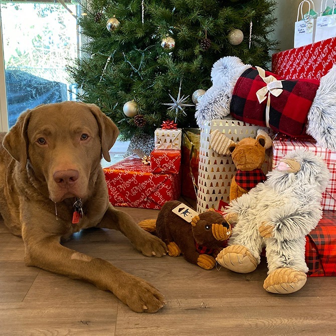 TALL TAILS ȡ ƥ륺  ȥ ƥ