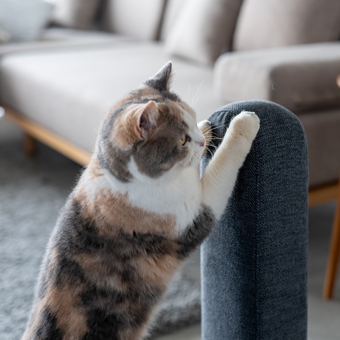 Fumi �ե� ǭ����餷�ޤȤ� ���ѥ��С�