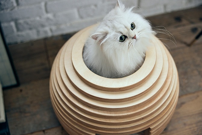 FrancePet �ե�󥹥ڥå� PE05 �ͤ��ϥ��� �ޤ�