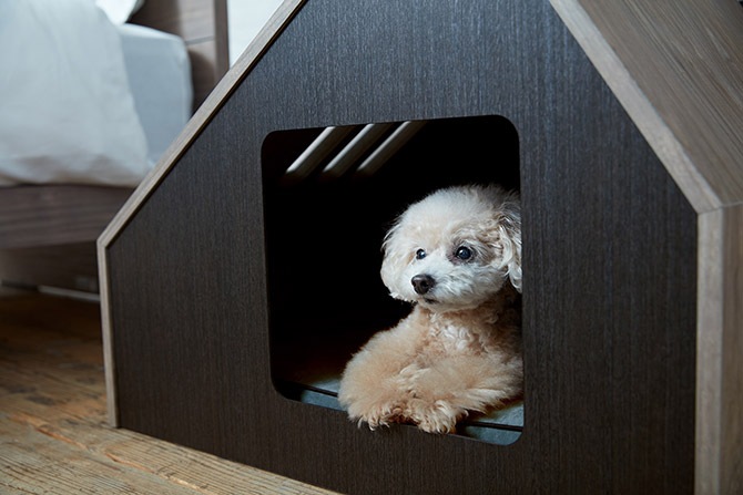 FrancePet �ե�󥹥ڥå� PE07 PET�ϥ������ե������� S