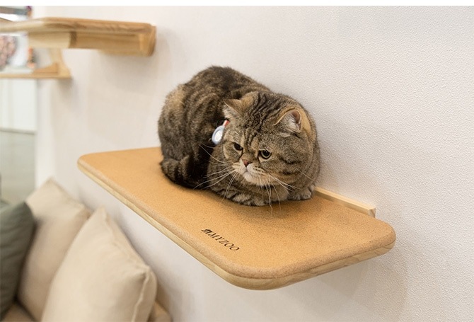 MYZOO �ޥ����� ����åȥ��ƥå� CORK ���륯