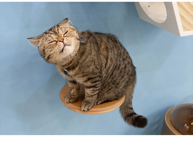 MYZOO �ޥ����� ����åȥ��ƥå� CORK-R ���륯-R