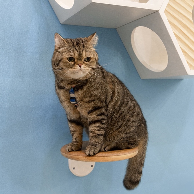 MYZOO �ޥ����� ����åȥ��ƥå� CORK-R ���륯-R