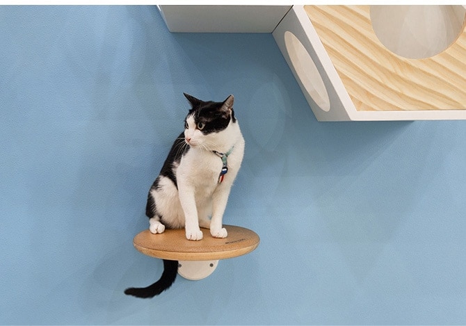 MYZOO �ޥ����� ����åȥ��ƥå� CORK-R ���륯-R