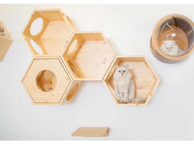 MYZOO �ޥ����� Busy Cat���� Cover Plate ���С��ץ졼��