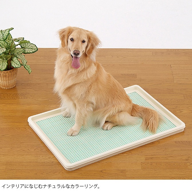 Bonbi �ܥ�ӥ��륳�� ���Ĥ���ȥ졼 XL ��å��奿���� 7off