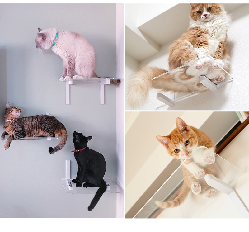 animacolle ���˥ޥ��� Catroad+ �磻�ɥ��ƥå� 3�����åȡ� ��2�����ꥢ1��