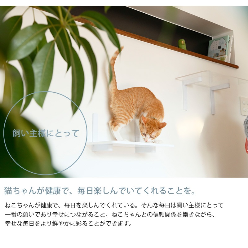 animacolle ���˥ޥ��� Catroad+ �磻�ɥ��ƥå� 3�����åȡ� ��2�����ꥢ1��