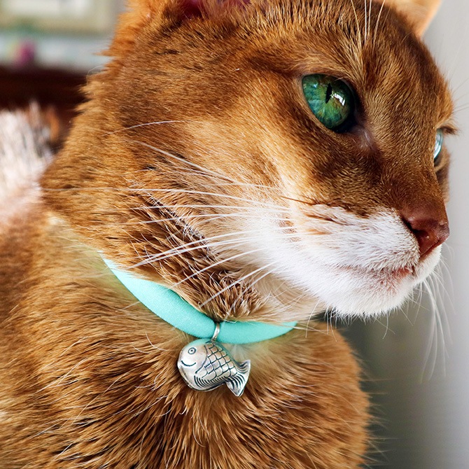 necono ネコノ 猫の首輪 Luce Bell ルーチェ ベル | 商品種別,ペット  