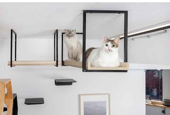 MYZOO �ޥ����� AVENUE 60cm