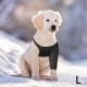 Suitical ƥ ꥫХ꡼꡼ L