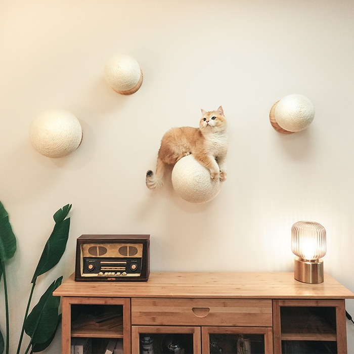 MYZOO �ޥ����� Caturn N25 �޸����ܡ���