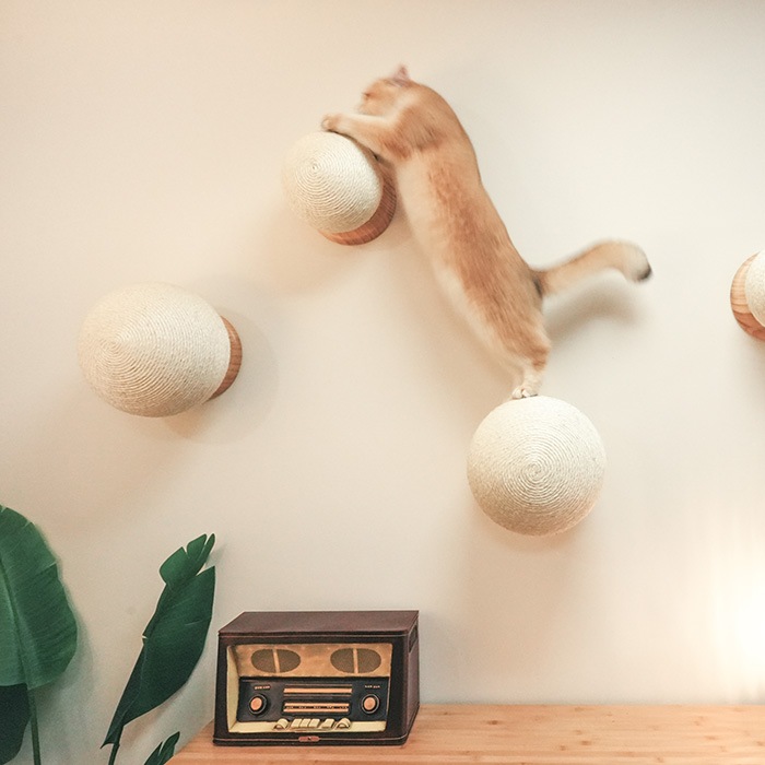 MYZOO �ޥ����� Caturn N25 �޸����ܡ���