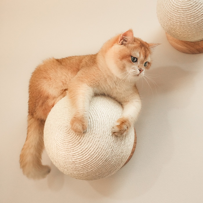 MYZOO �ޥ����� Caturn N25 �޸����ܡ���