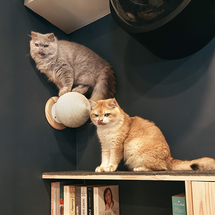 MYZOO �ޥ����� Caturn N25 �޸����ܡ���
