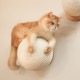 MYZOO �ޥ����� Caturn N25 �޸����ܡ���
