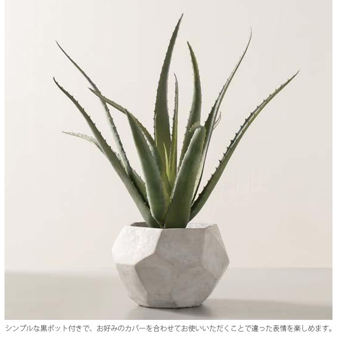 Brown. �֥饦�� �������٥� �ݥå� 48