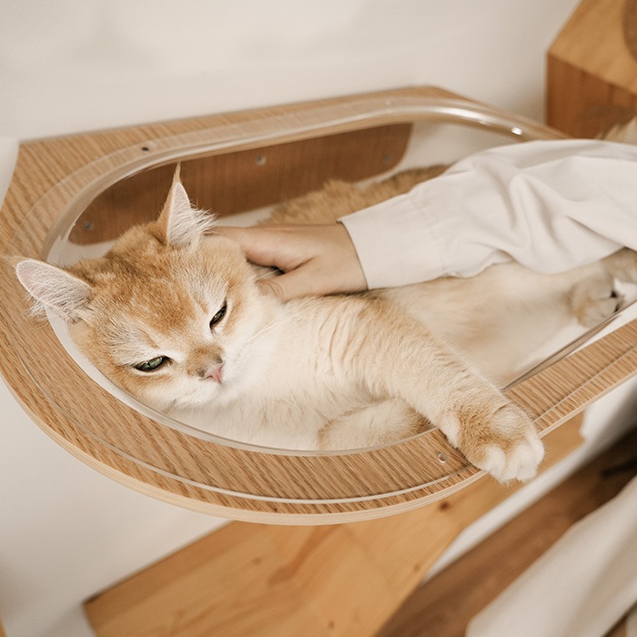 MYZOO �ޥ����� Aura ���ϥ���åȥ٥å�