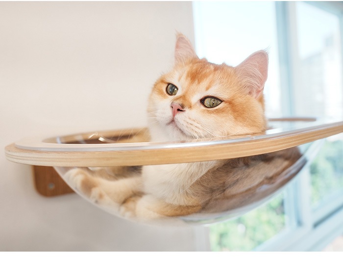 MYZOO �ޥ����� Aura ���ϥ���åȥ٥å�