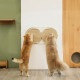 MYZOO �ޥ����� Locus �߷��ޤȤ��ܡ���